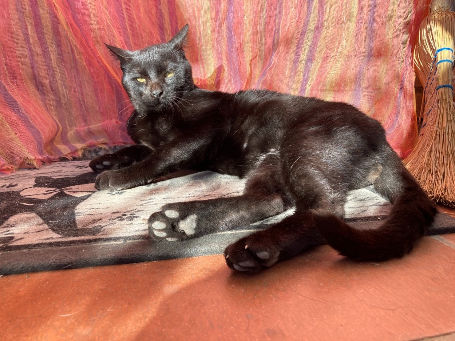 Crema News - Il giorno del gatto nero