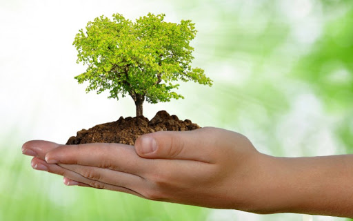 Crema News - Un albero per tutti, non per tutti un albero...