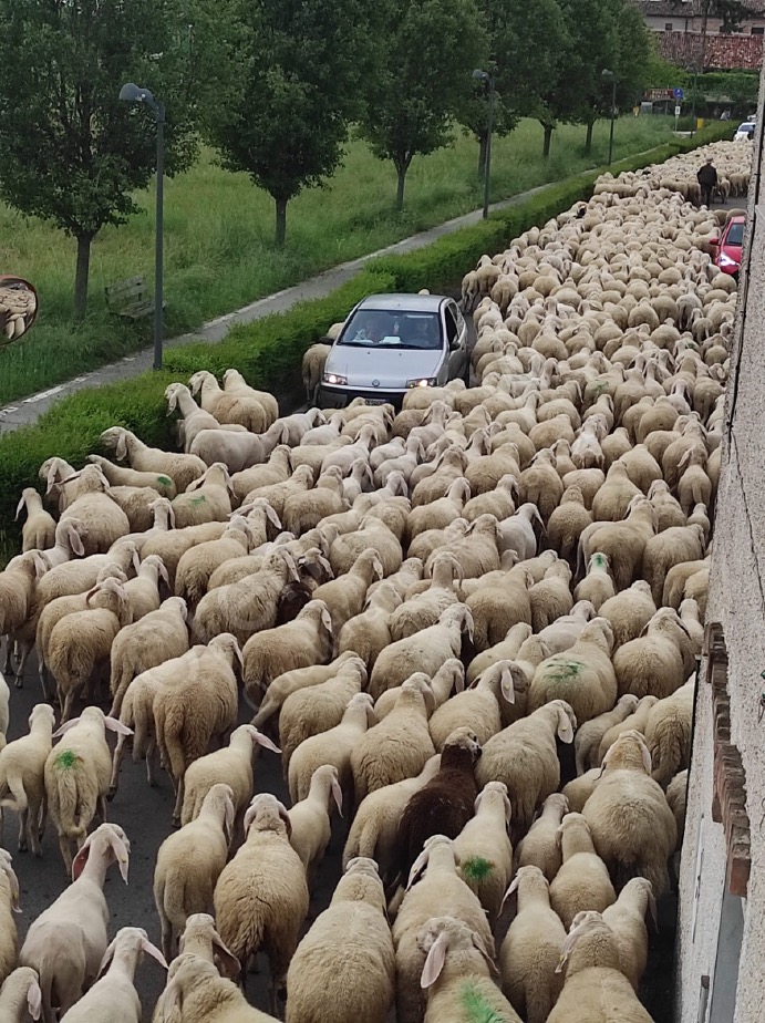 Crema News - Un mare di pecore
