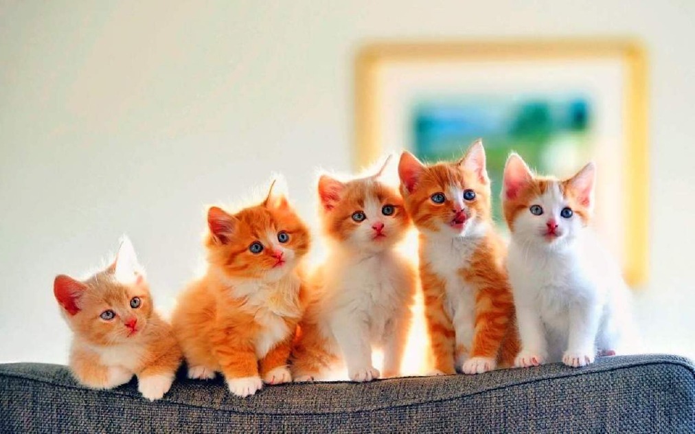 Crema News - Aiuto per cinque gattini