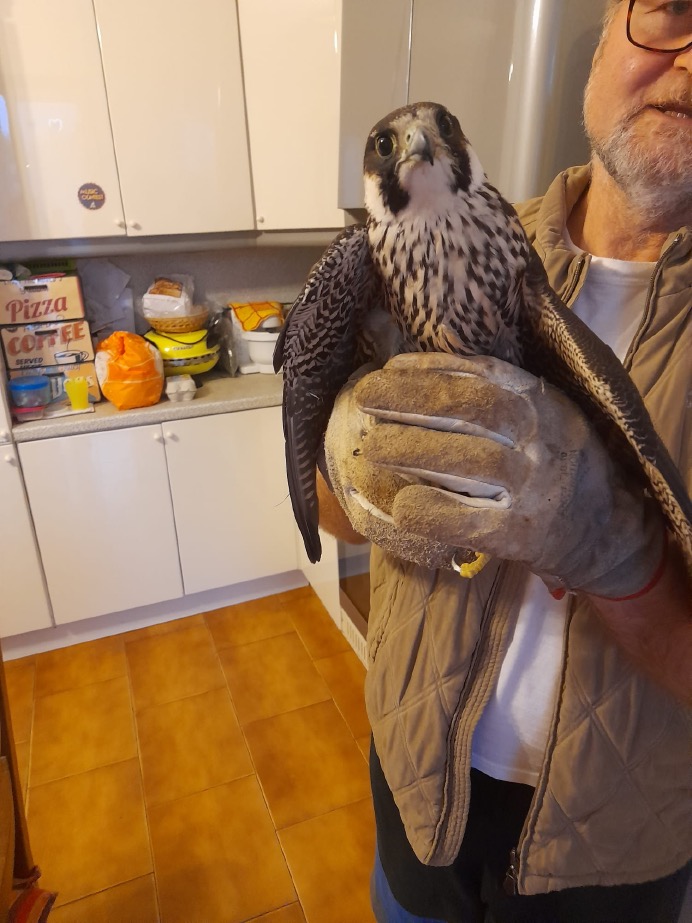 Crema News - Cane trova falco ferito