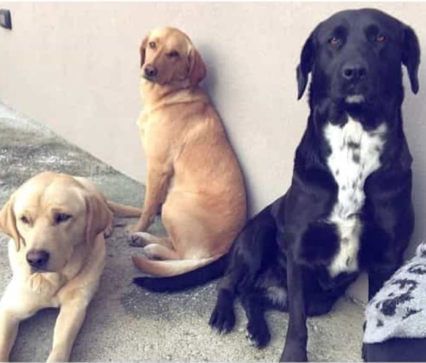 Crema News - Persi tre cani