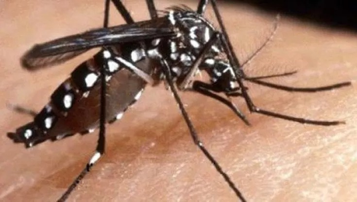 Crema News - Dal territorio - Arriva la Dengue